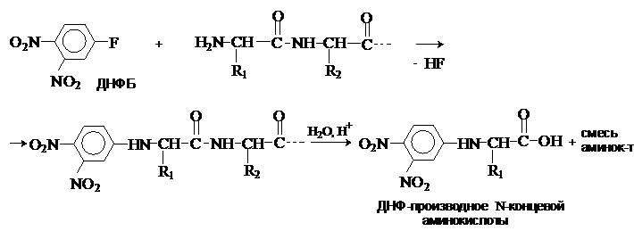 Концевые аминокислоты. N концевая аминокислота. Фенилизотиоцианат с аминокислотами. Методу Эдмана.