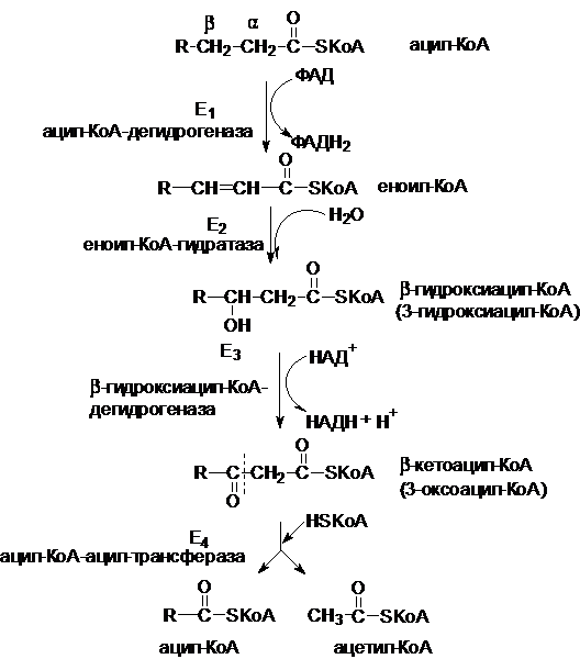 Бета окисление жирных кислот 1 цикл. Реакции бета окисления жирных кислот схема. Схемы реакции β-окисления жирной кислоты. Схема бета окисления жирных кислот. Реакции бета окисления